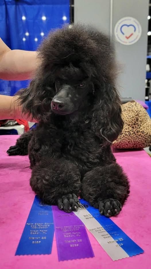 Poodle Puppies breeder image 23