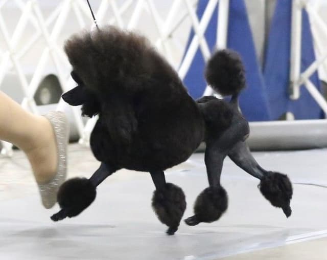 Brown Male Miniature Poodle Puppy media 3