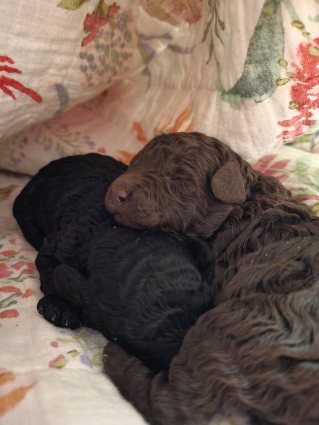 Brown Male Miniature Poodle Puppy media 4