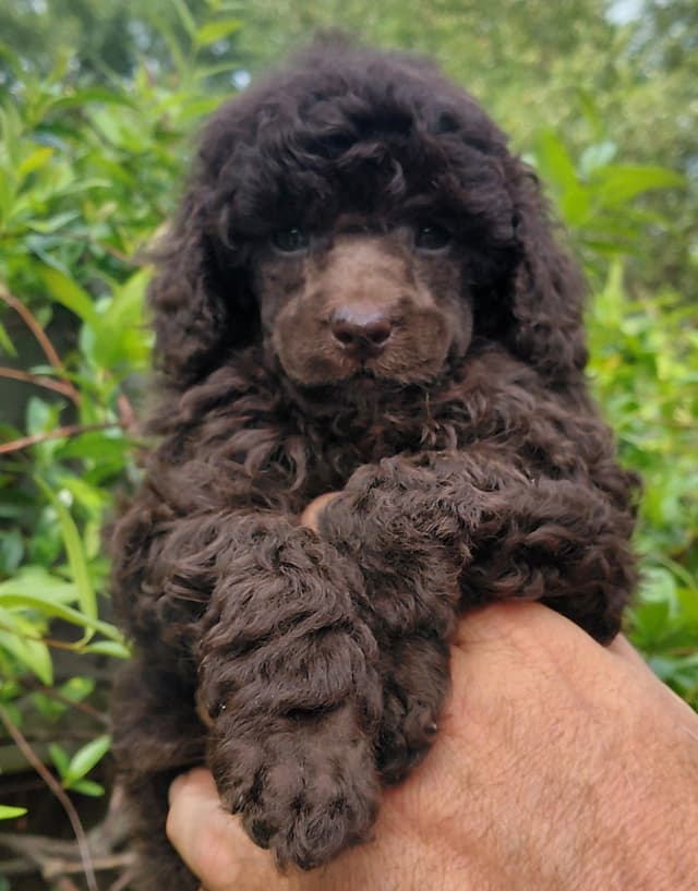Brown Male Miniature Poodle Puppy media 5