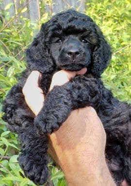 Poodle Puppies media 2