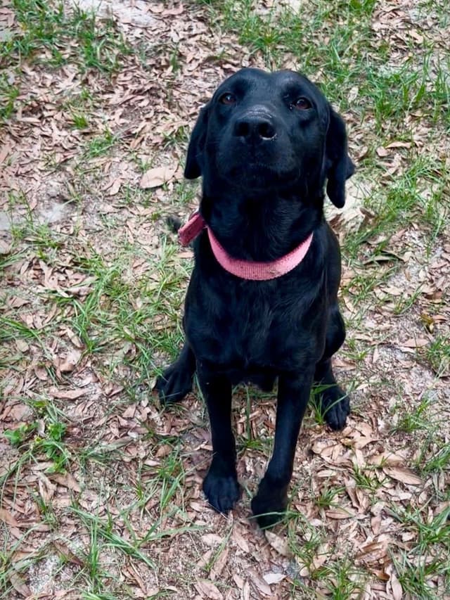 Labrador Retriever Puppies media 3