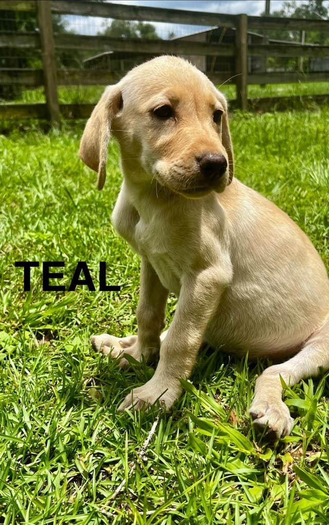 Labrador Retriever Puppies media 4