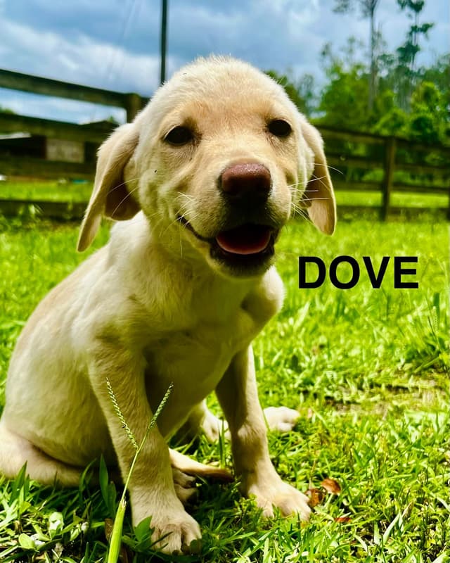 Labrador Retriever Puppies media 5