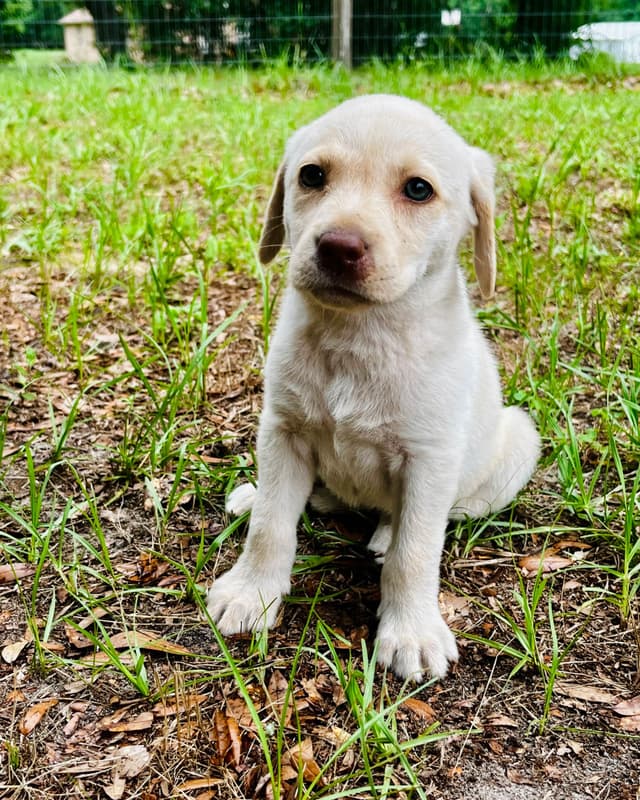 Labrador Retriever Puppies media 6