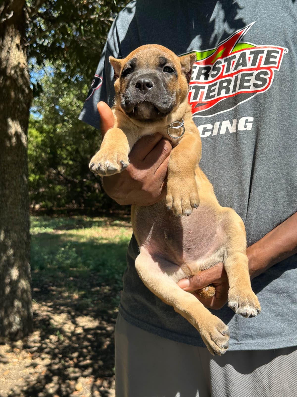 Cane Corso Puppies breeder image 5