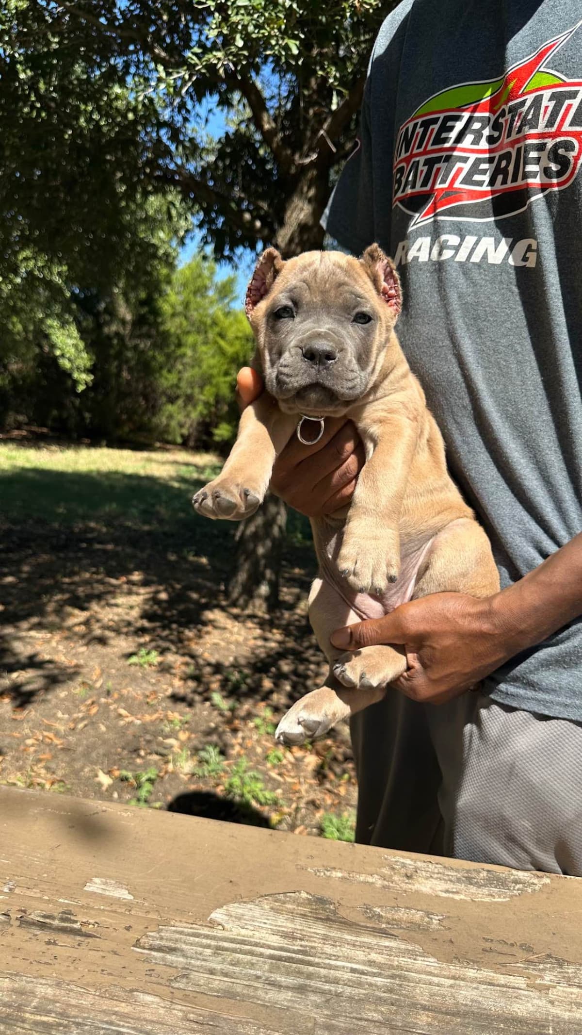 Cane Corso Puppies breeder image 4
