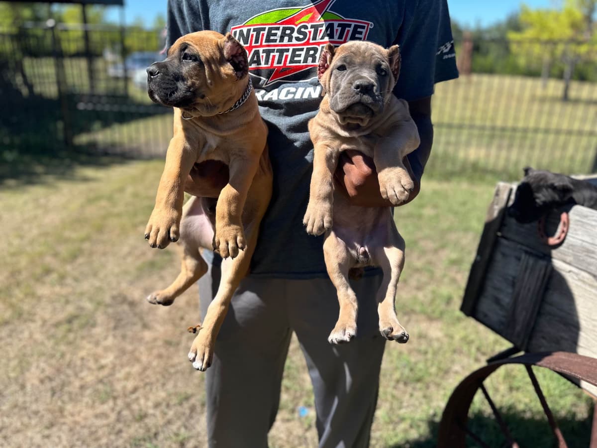 Cane Corso Puppies breeder image 3