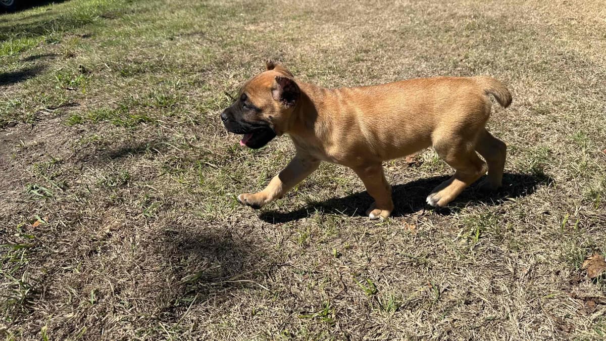 Cane Corso Puppies breeder image 6