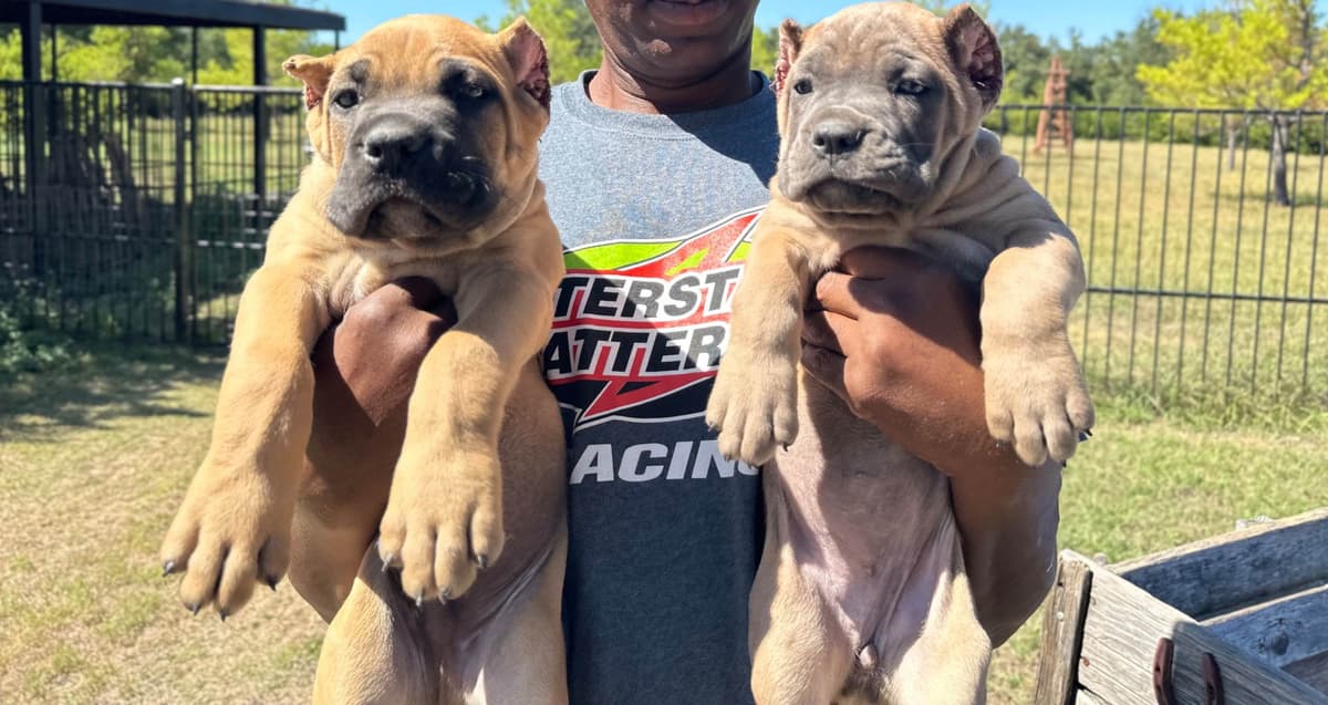 Cane Corso Puppies breeder image 7