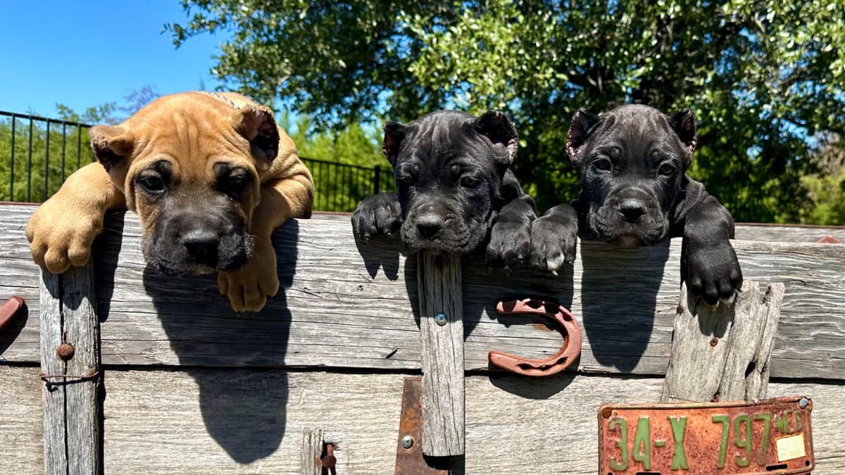 Cane Corso Puppies breeder image 9