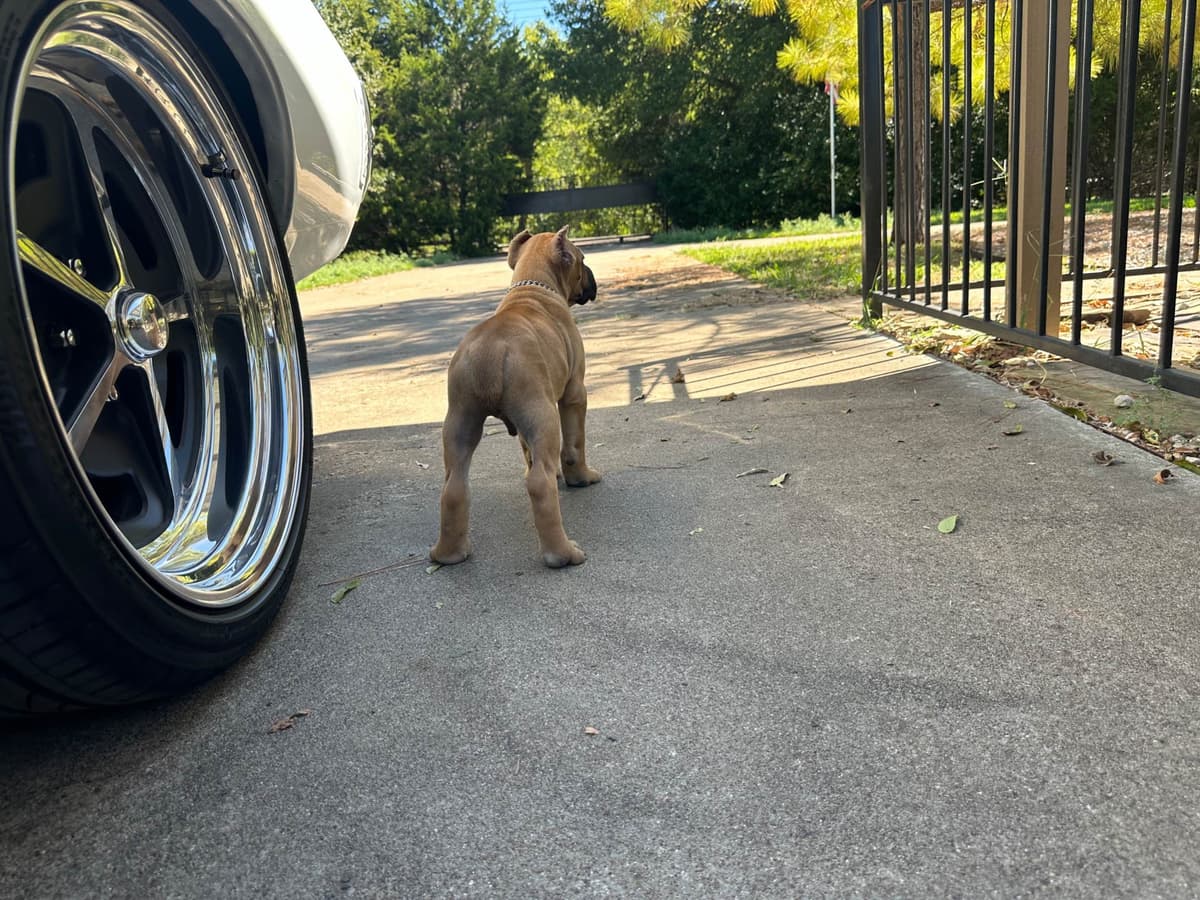 Cane Corso Puppies breeder image 10