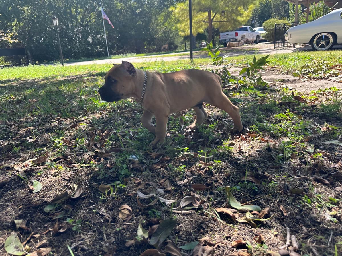 Cane Corso Puppies breeder image 11