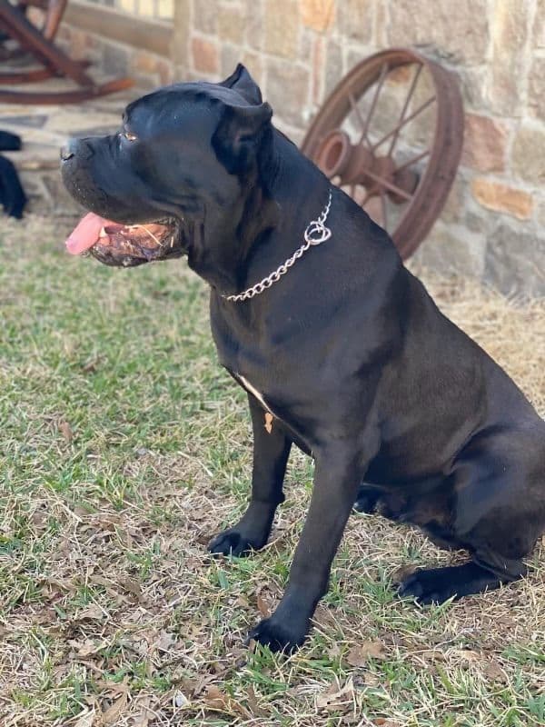 Cane Corso Puppies breeder image 12