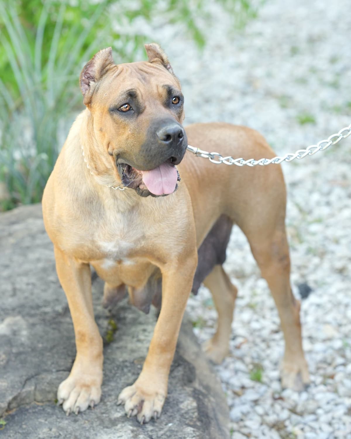 Cane Corso Puppies breeder image 13