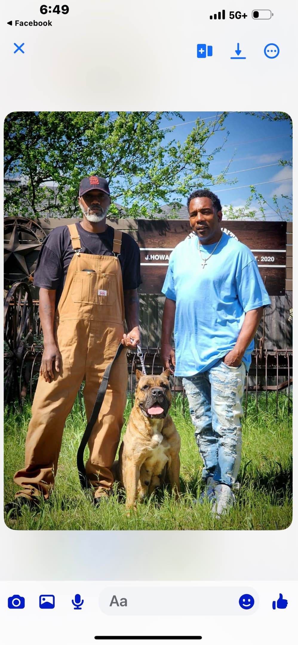 Cane Corso Puppies breeder image 14