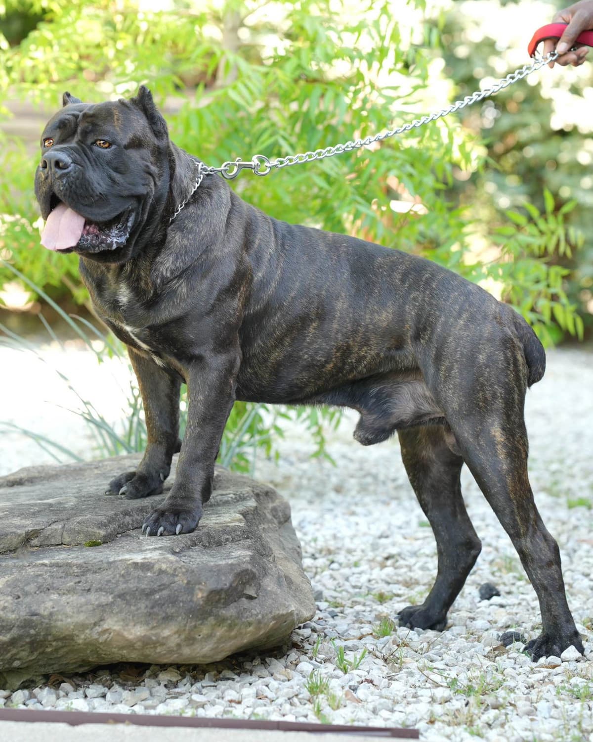 Cane Corso Puppies breeder image 16