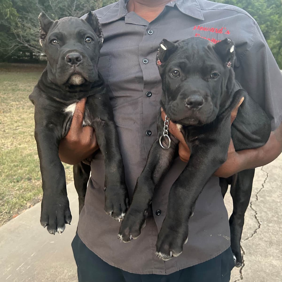 Cane Corso Puppies breeder image 17