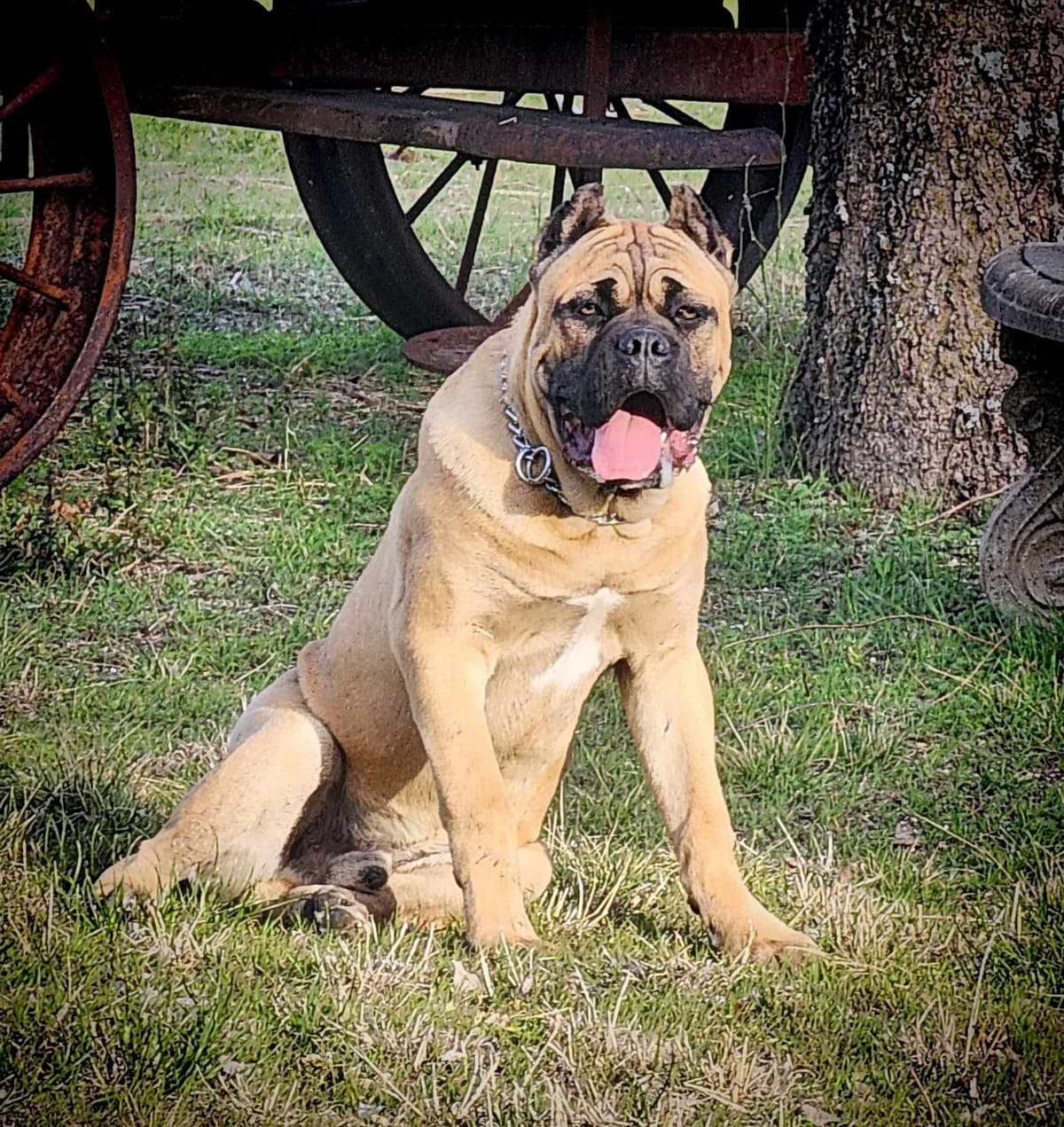 Cane Corso Puppies breeder image 21