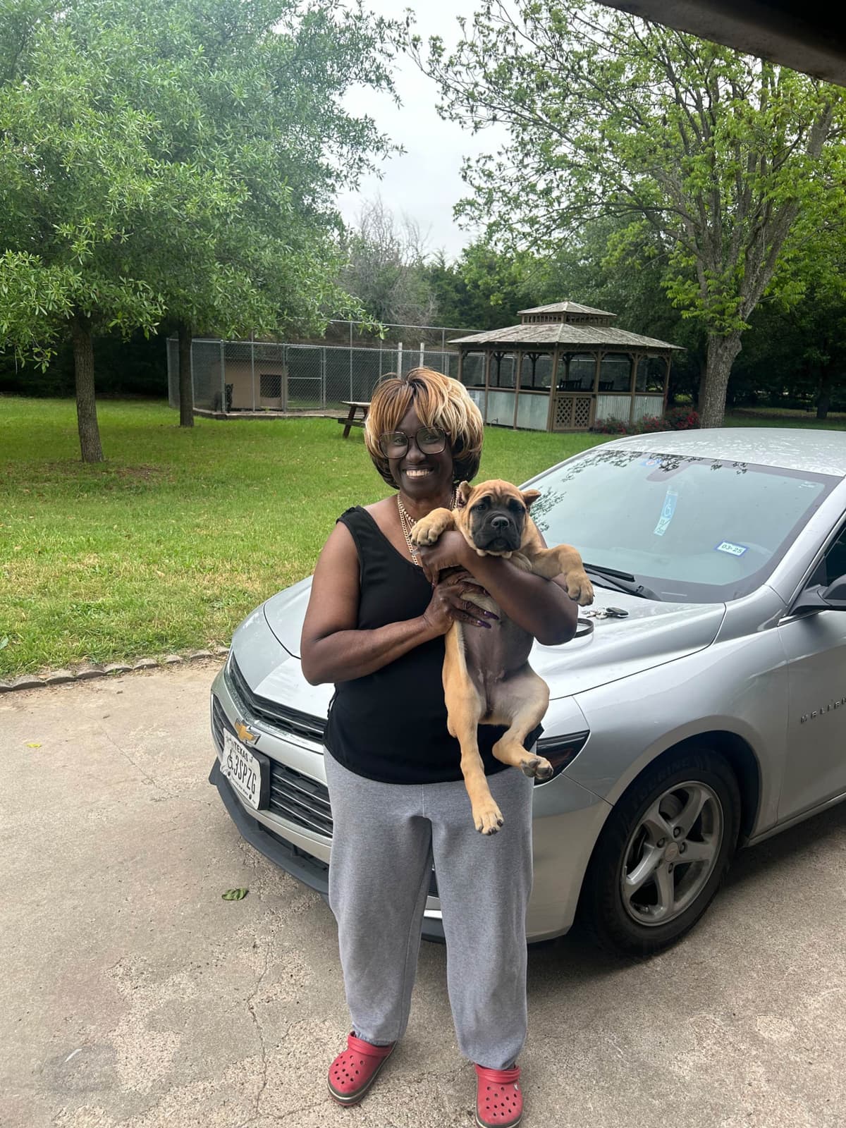 Cane Corso Puppies breeder image 23