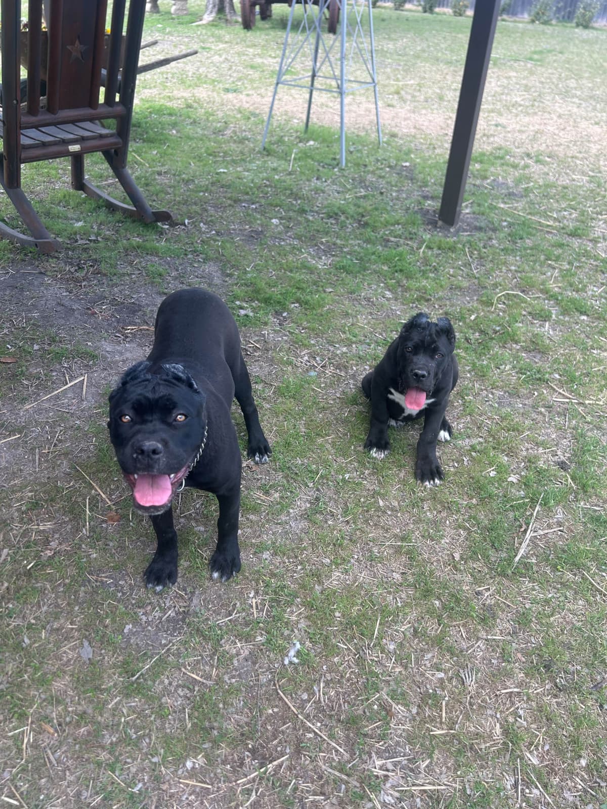 Cane Corso Puppies breeder image 24