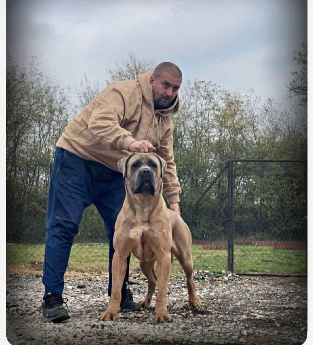 Cane Corso Puppies breeder image 25