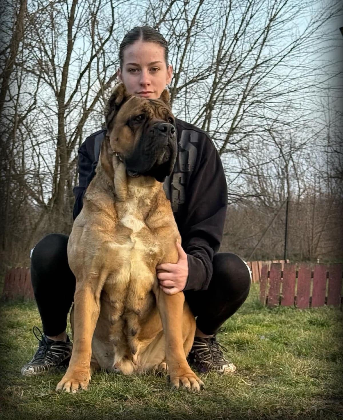Cane Corso Puppies breeder image 26