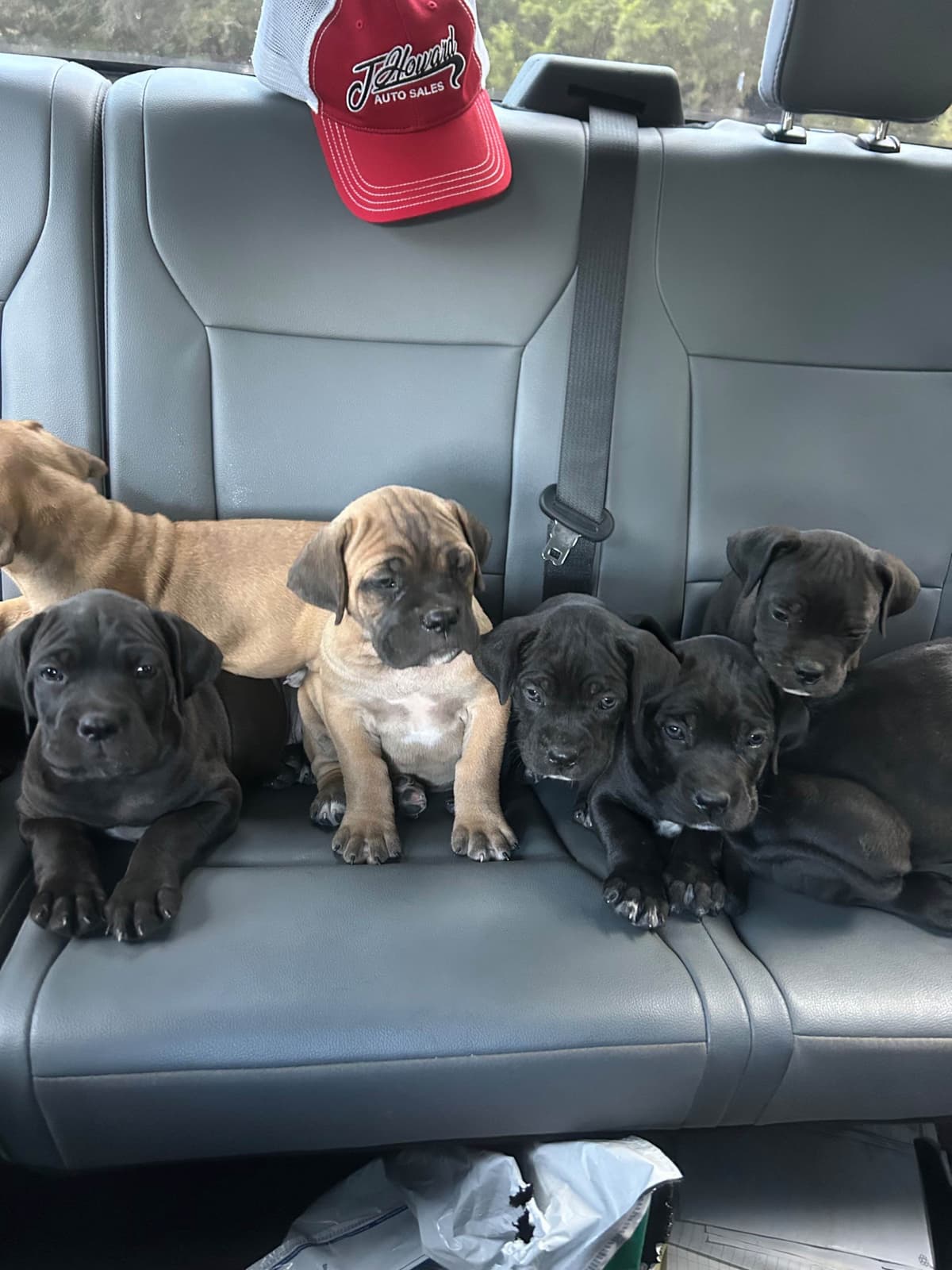 Cane Corso Puppies breeder image 28