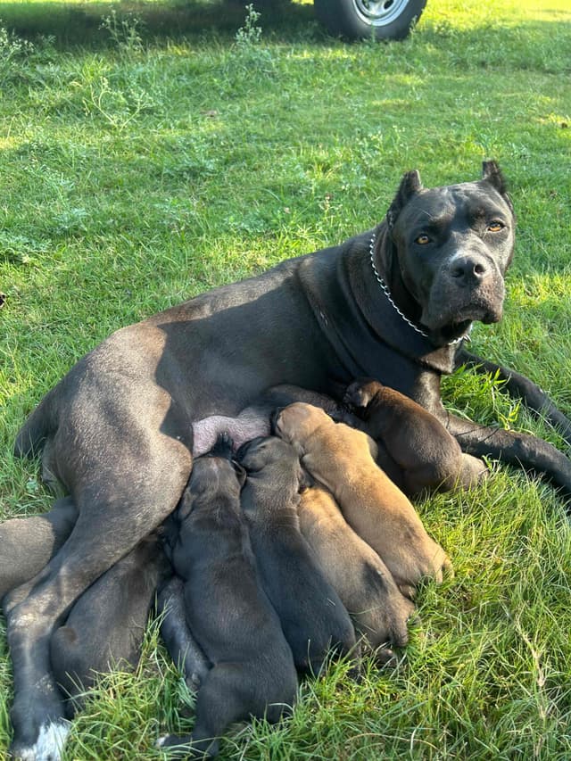 Cane Corso Puppies media 2