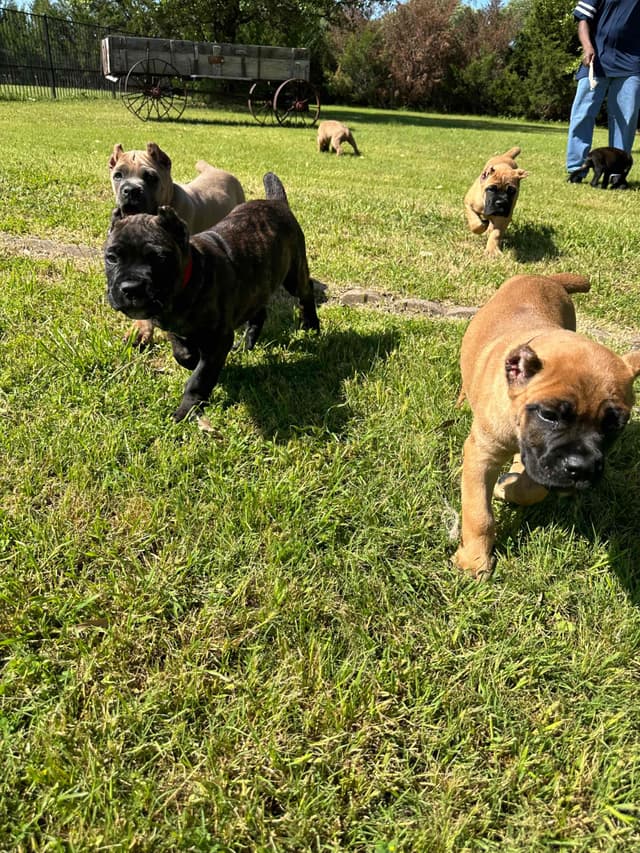 Cane Corso Puppies media 3