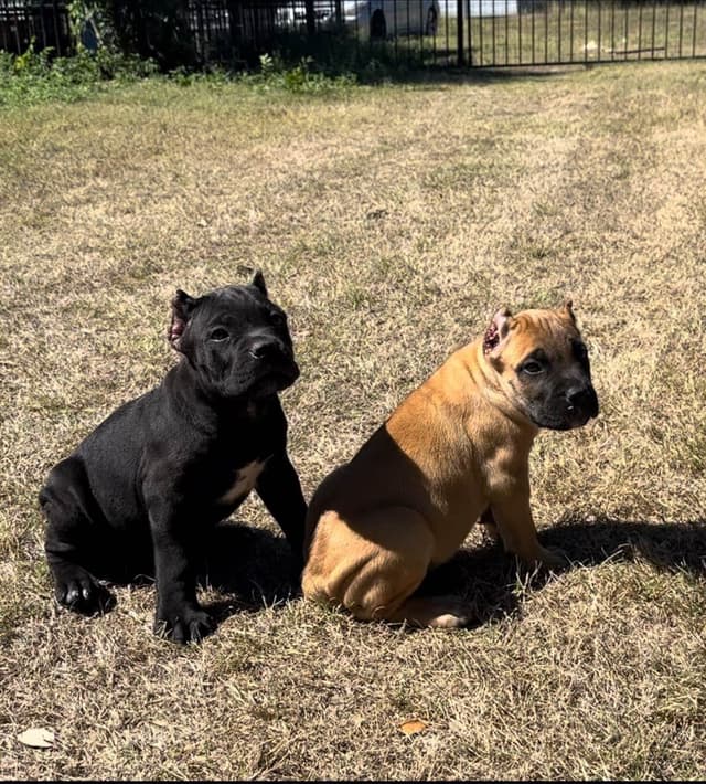 Cane Corso Puppies media 4
