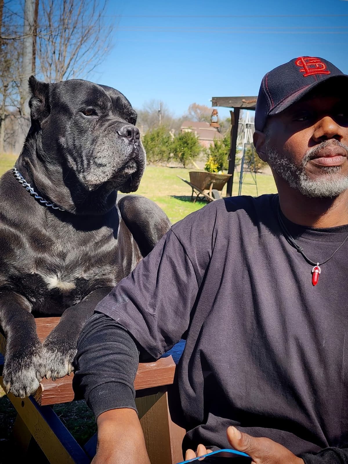 Cane Corso Puppies breeder image 1