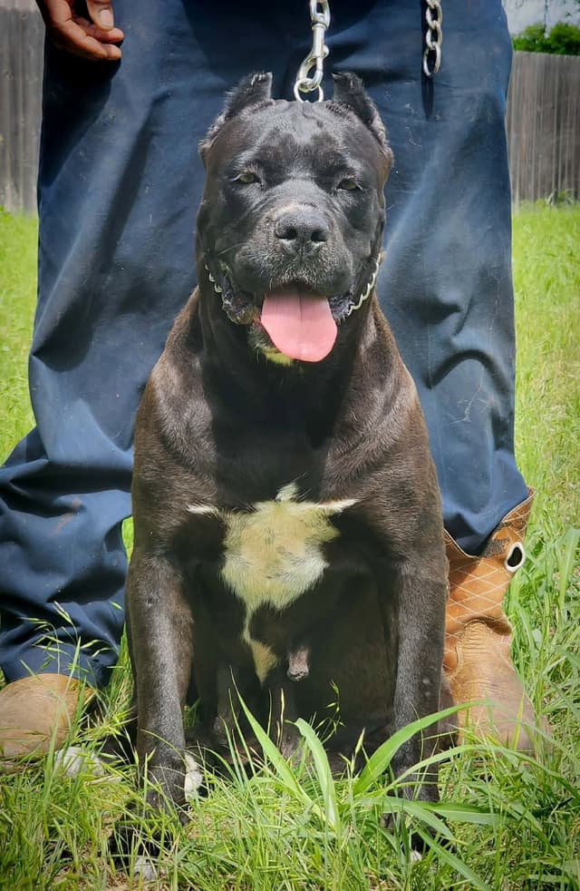 Cane Corso Puppies media 5