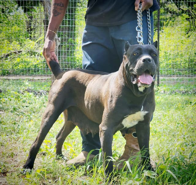 Cane Corso Puppies media 6
