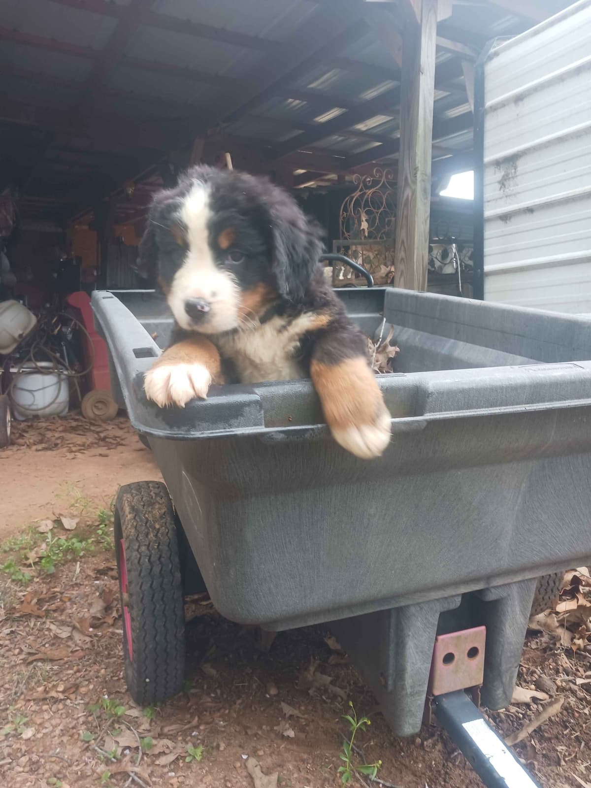 English Springer Spaniel Puppies breeder image 3