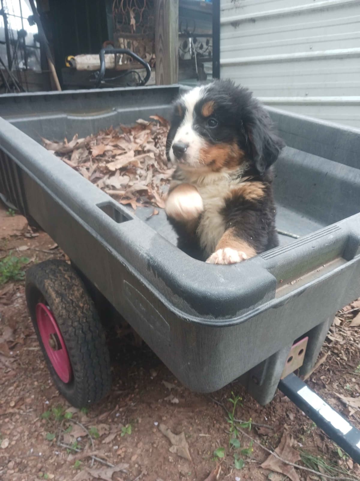 English Springer Spaniel Puppies breeder image 4