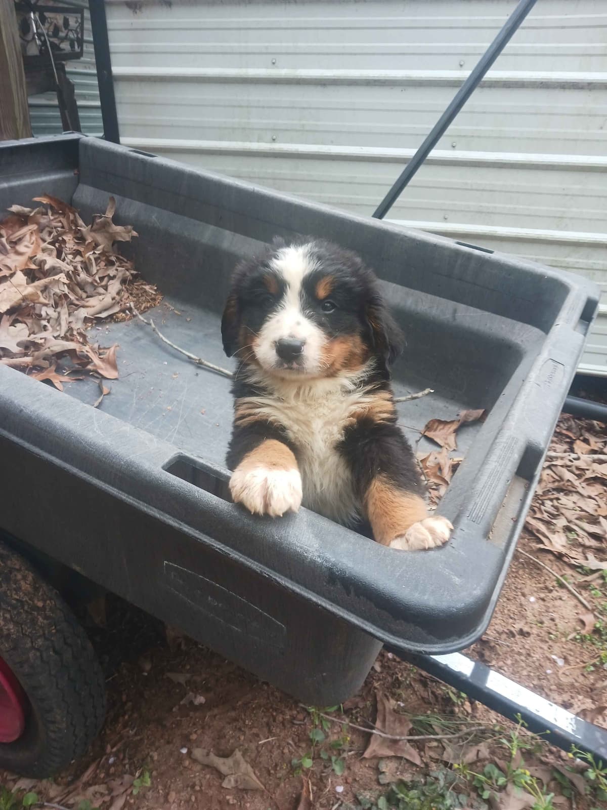 English Springer Spaniel Puppies breeder image 5