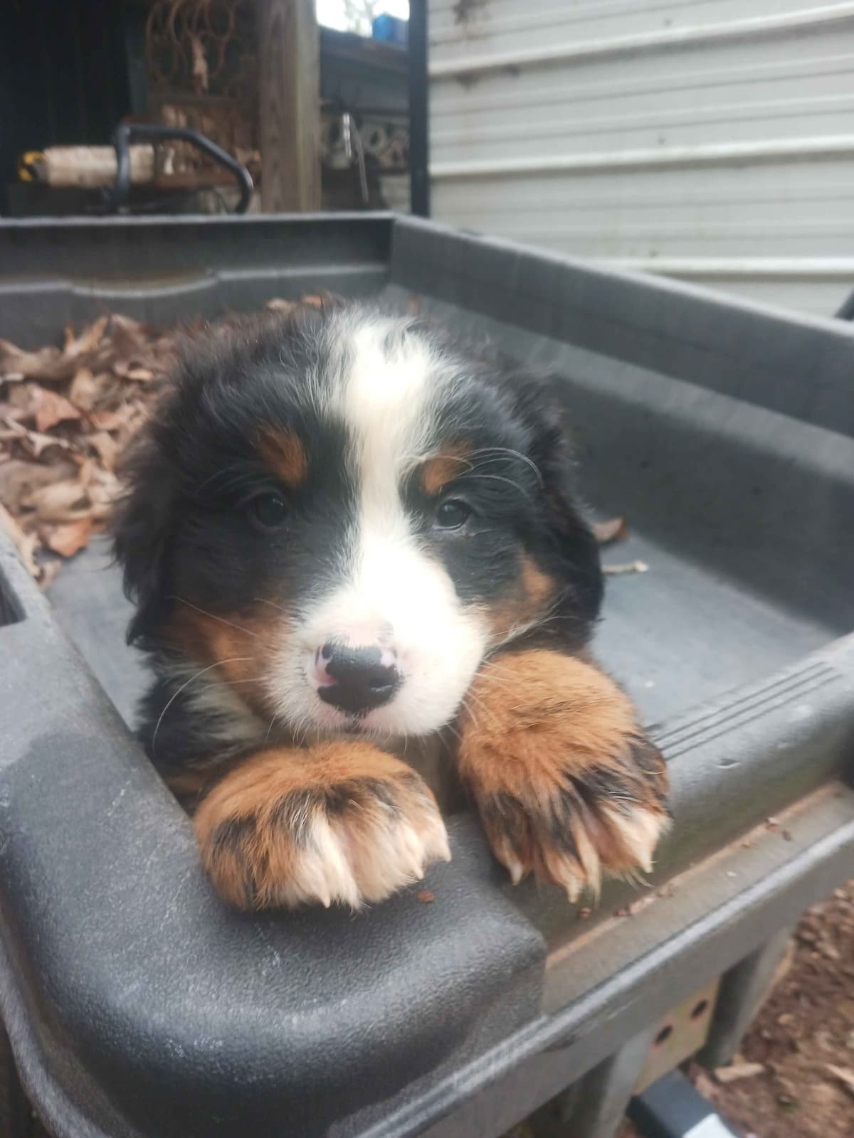 English Springer Spaniel Puppies breeder image 7