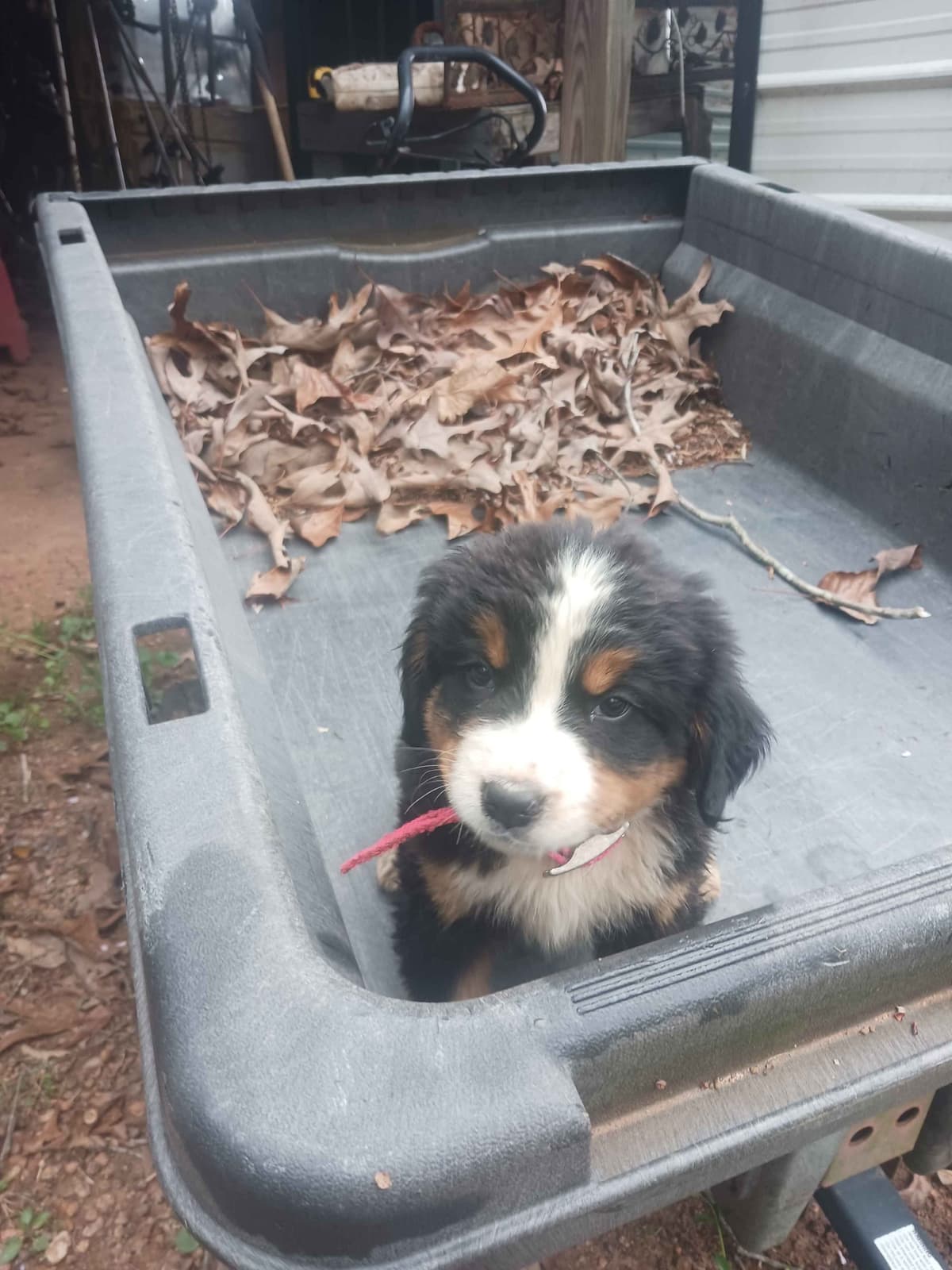 English Springer Spaniel Puppies breeder image 8