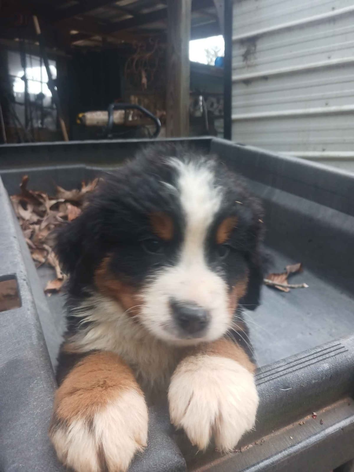 English Springer Spaniel Puppies breeder image 11