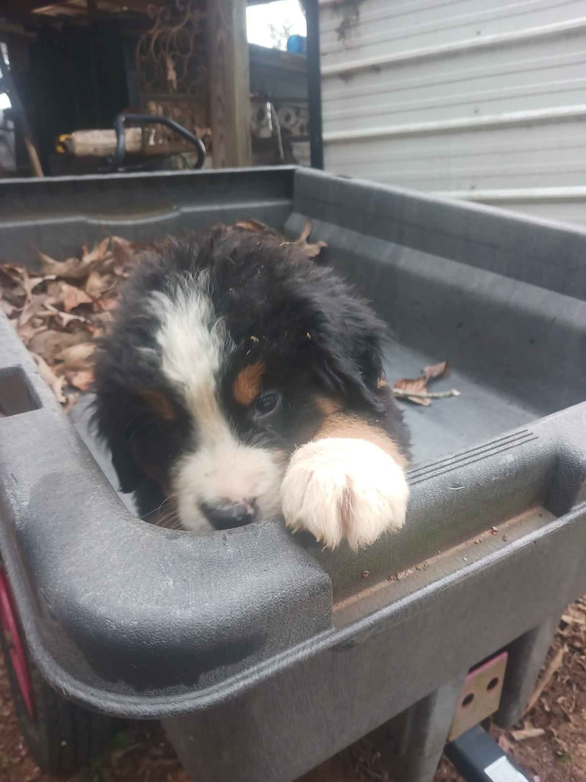 English Springer Spaniel Puppies breeder image 13