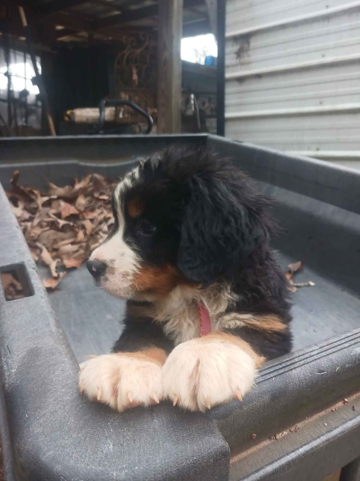 English Springer Spaniel Puppies breeder image 14