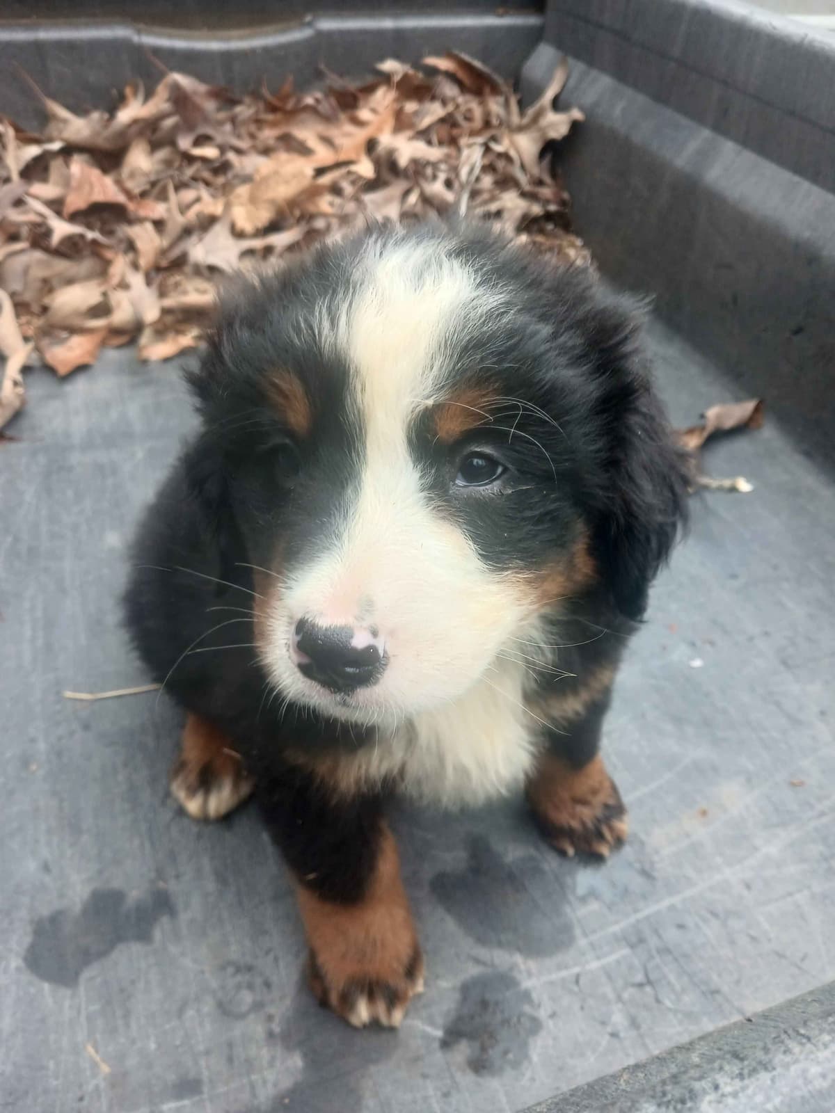 English Springer Spaniel Puppies breeder image 16