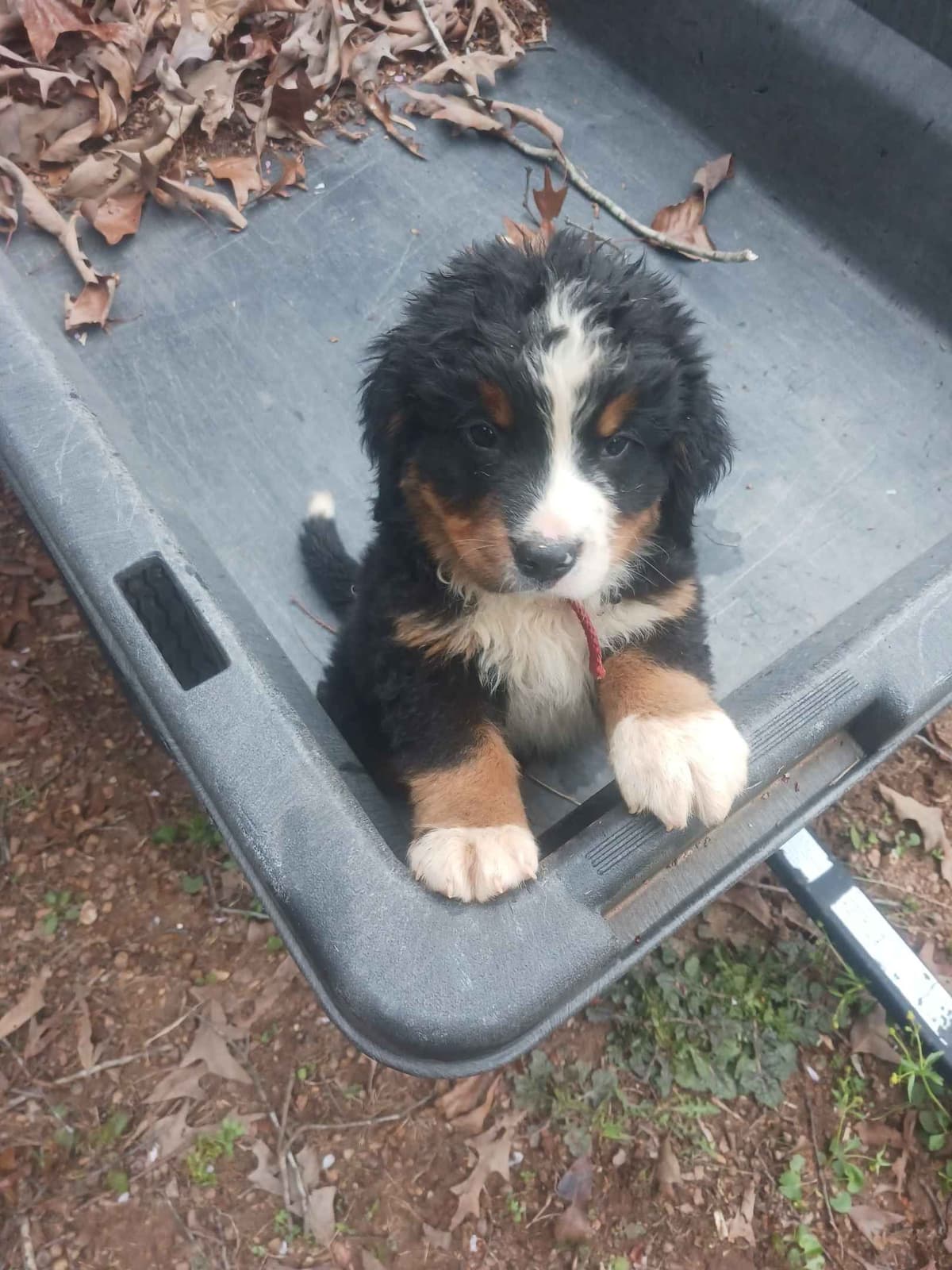 English Springer Spaniel Puppies breeder image 15