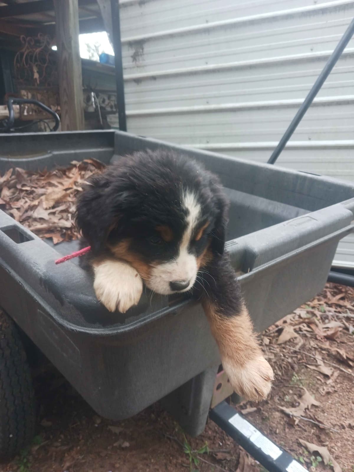 English Springer Spaniel Puppies breeder image 17