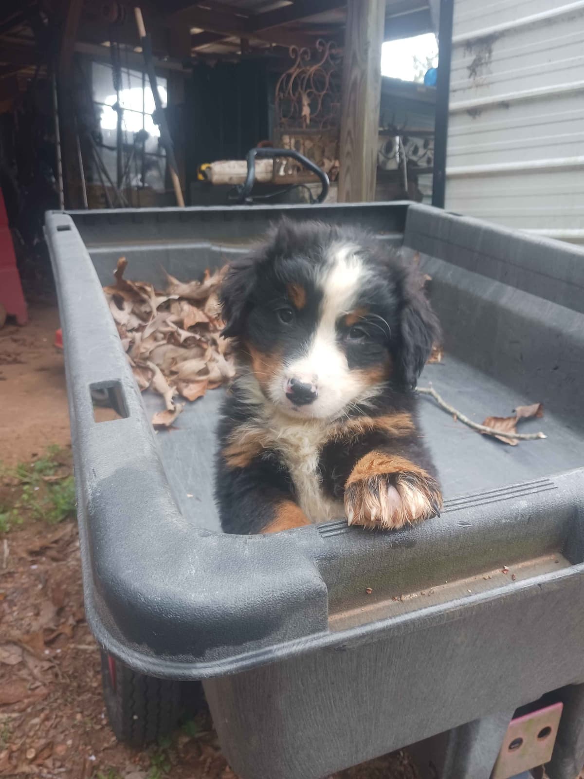 English Springer Spaniel Puppies breeder image 18