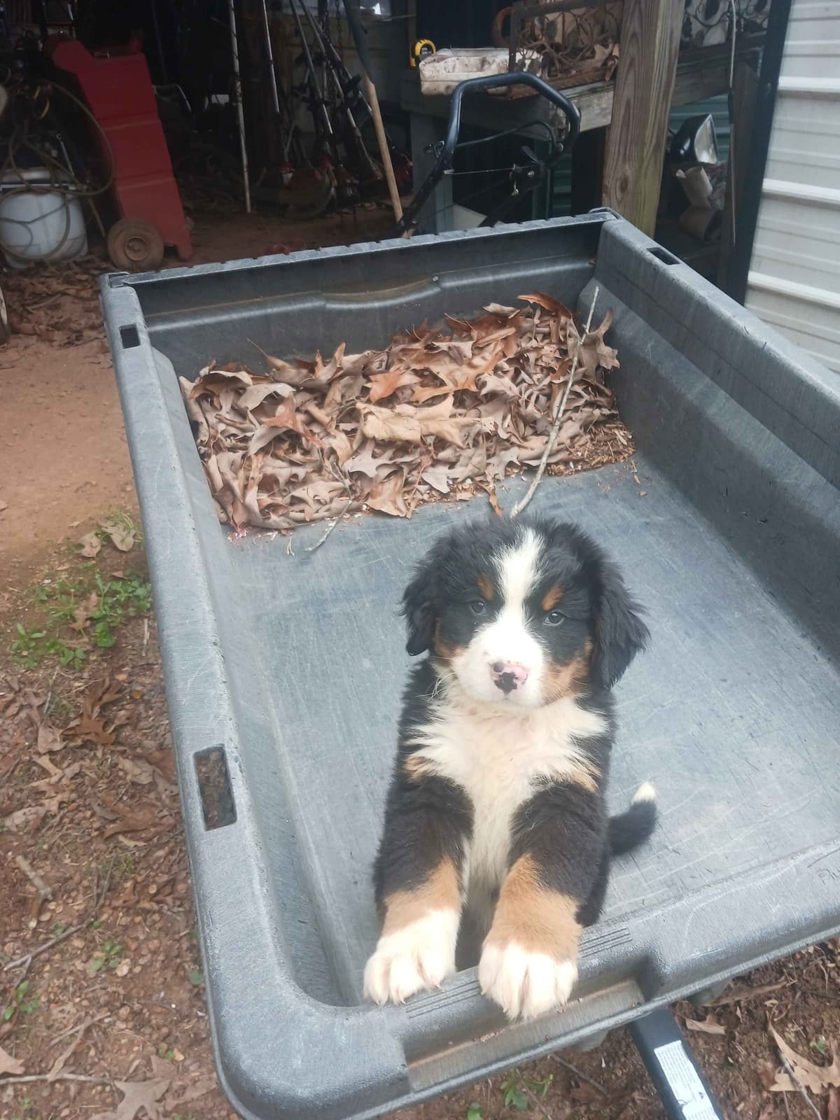 English Springer Spaniel Puppies breeder image 20