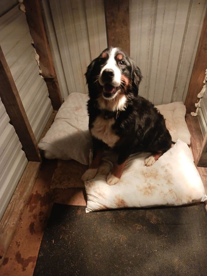 English Springer Spaniel Puppies breeder image 22