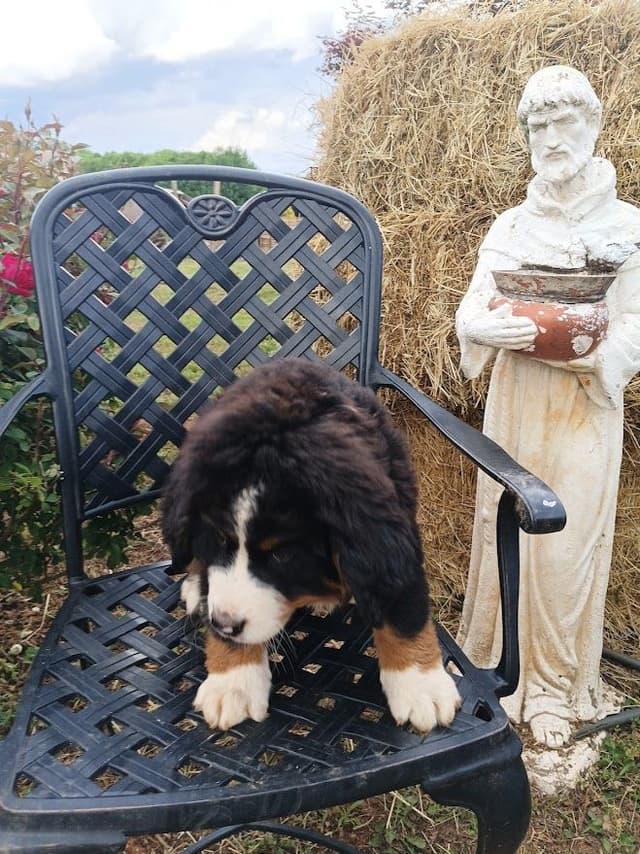 Bernese Mountain Dog Puppies media 2