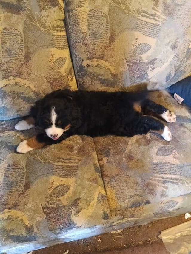 Bernese Mountain Dog Puppies media 4